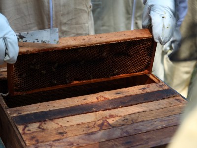 Beekeeper workshops 7-11.07.2021-warsztaty_pszczelarskie_2021_025.JPG