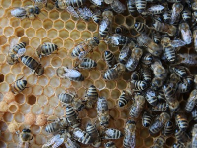 Beekeeper workshops 7-11.07.2021-warsztaty_pszczelarskie_2021_085.JPG
